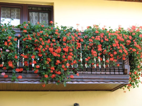 rozkvetly balkon